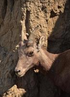 Bighorn Sheep in Badlands National Park in the Summer photo