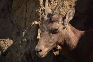 Fantástica mirada de cerca a la cara de un borrego cimarrón foto