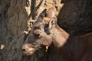 Fantástica mirada de cerca a un borrego cimarrón juvenil foto