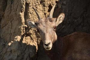 Fantastic Look Directly into the Face of a Bighorn Sheep photo