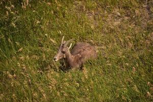 Summer Day with a Bighorn Sheep Laying Down photo