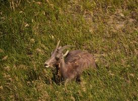 Resting Bighorn Sheep in the Badlands of South Dakota photo