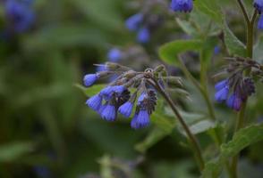 llamativas flores silvestres azules que florecen en la primavera foto