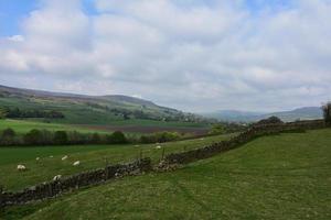 Farm with a Herd of Grazing Sheep photo