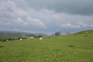 Sheep in a Field Under Grey Skies photo