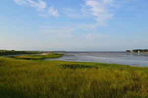 hierba de pantano en la bahía de duxbury foto