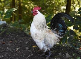 Free Range Red Crested White Chicken with Gray Feathers photo