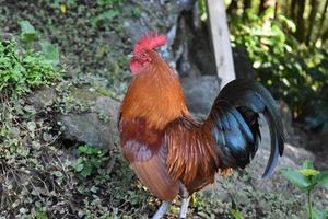 Black Tail Feathers on a Red Rooster Wandering About photo