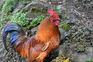 Close Up Look at a Red Rooster in the Sunshine photo