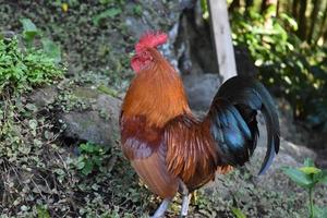 hermoso gallo con plumas opalescentes de pie con orgullo foto