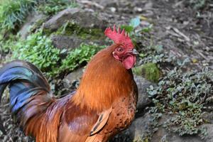 hermosa mirada de cerca a un gallo de cresta roja foto