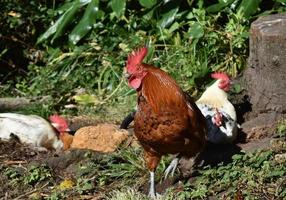 Red Rooster Watching Over His Flock of Nesting Chickens photo