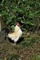 gallo blanco y negro con cresta roja foto