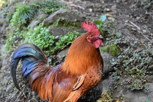 hermoso pollo de corral con marcas distintivas foto