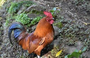 gallo marrón y negro brillante con una corona roja foto