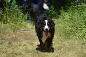 Large Ambling Bernese Cattle Dog Panting with His Tongue Out photo