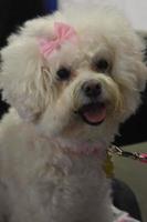 Adorable Close Up Look at a Bichon Frise Dog photo