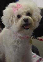 adorable perro bichon frise blanco con un lazo rosa foto