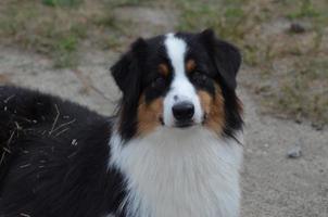 hermoso pastor australiano tricolor foto