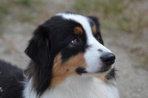 Profile of an Australian Shepherd Dog photo