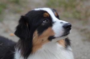Beautiful Australian Shepherd Dog Profile photo