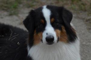 Tri-Color Australian Shepherd photo