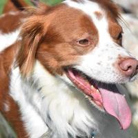 Up Close Look at a Red and White Brittany Dog photo