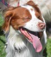 Red and White Brittany Dog with His Eyes Closed photo