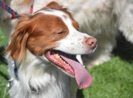 Sweet Red and White Brittany with His Tongue Sticking Out photo