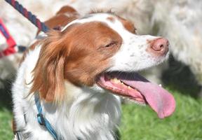 Brittany with His Eyes Closed on a Hot Summer Day. photo