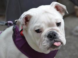 Bulldog Sticking out His Tongue photo