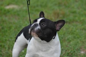 Smug Mug of a French Bulldog photo