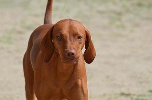 Cute Redbone Coonhound photo