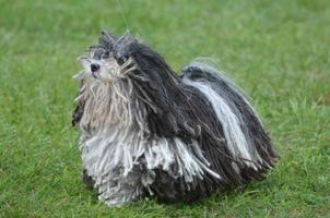 lindo perro puli blanco y negro foto