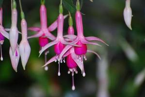 bonito fucsia en tonos de rosa colgando foto