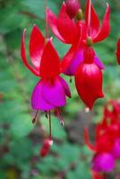 floración fucsia colgante roja y morada foto