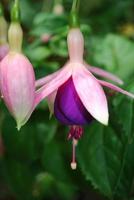 flores fucsias rosadas y moradas en flor foto