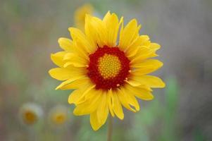 hermosas flores amarillas de gaillardia en flor foto