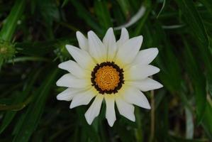 White and Yellow Gazania Flower Blossom photo