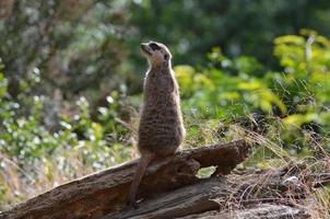 de cerca con un centinela suricata foto