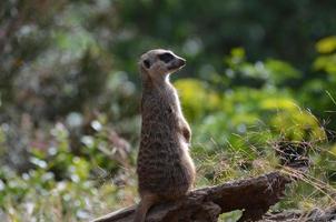 suricata o centinela de pie en atención foto