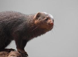 Adorable Look on the Face of a Dwarf Mongoose photo