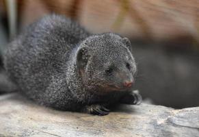 Precious Close Up of a Brown Dwarf Mongoose photo