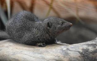 pequeña y preciosa mangosta enana marrón acostada foto