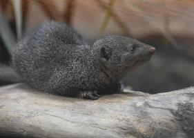Adorable Scenic Shot of a Dwarf Mongoose photo