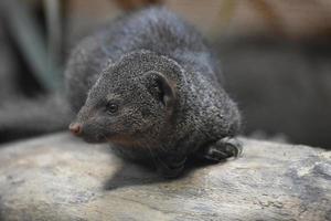 Cute Little Dwarf Mongoose on a Rock photo