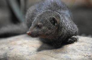 Adorable Little Dwarf Mongoose Laying on a Rock photo