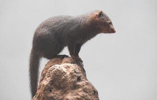 Scenic Image of a Dwarf Mongoose on a Rock photo