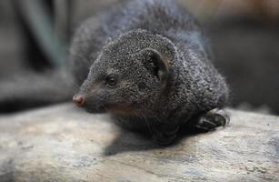 Adorable Little Dark Brown Dwarf Mongoose on a Rock photo