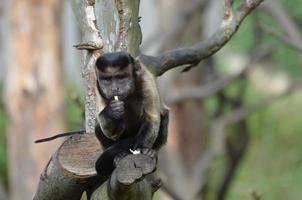 Adorable Eating Brown Capuchin Monkey in a Tree photo